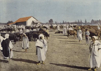 Viehmarkt in Sidi-Bel-Abbes